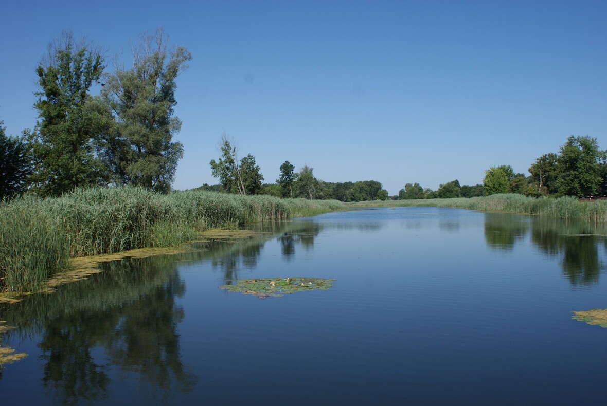 Vizes élőhely utána_3.