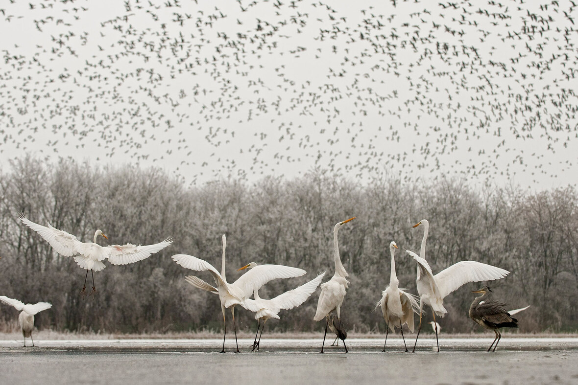 Fotó_Máté Bence természetfotós