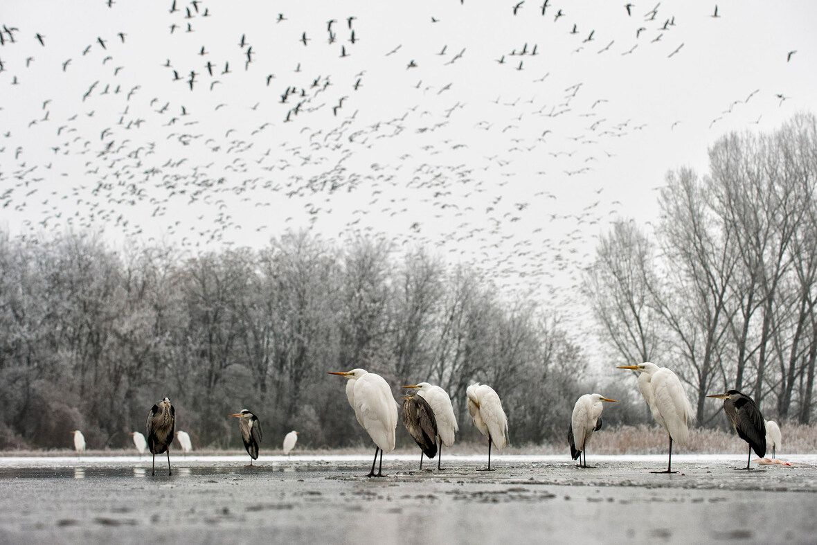Máté Bence_Marabuk