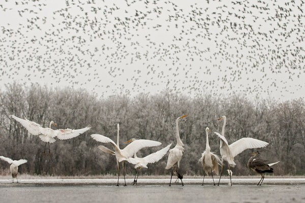 Fotó_Máté Bence természetfotós