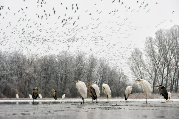 Máté Bence_Marabuk